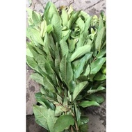 1kg fresh guava leaves