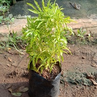bibit tanaman hias pohon brokoli kuning tinggi 20 cm - Tanaman Hias