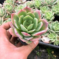 Tanaman hias hidup kaktus sukulen echeveria lemon