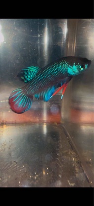READY STOCK WILD BETTA IMBELLIS MAHACHAI SMARAGDINA HYBRID ALIEN MALE FEMALE IKAN LAGA 现货 斗鱼 打架鱼 野兽斗