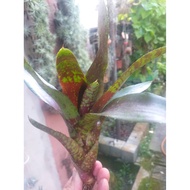 Plants   - Bromeliad