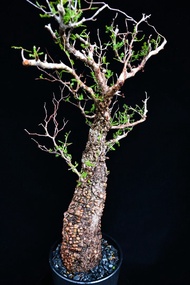  (358) 列加氏漆樹　The elephannnt tree/ Operculicarya decaryi /  塊根植物 Caudex / 另售象牙宮、龜甲龍、念珠橄欖、橄欖樹、象足漆樹