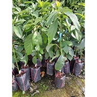 Avocado seedling 034