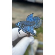 Mahachai Wild Betta Fish Lure Blue **No Resin Coating** 3-4 Cm. Chanel Bear