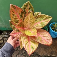 Promo Tanaman Hias Aglaonema / Aglonema Maeswara / Maheswara Realpict