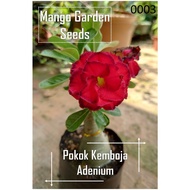 Adenium Live Plant, Anak Pokok Kemboja Kaler Seperti Gambar 富贵花小棵树