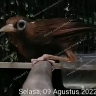 BURUNG HWA MEI WANBI WAMBI BETINA SEHAT MULUS AKTIF CIER SUARA SYAHDU