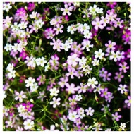Baby's-breath mix flower seed. *Gypsophila paniculate