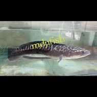 ikan gabus toman 20cm New-(*°▽°*)