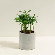 羅漢松│泥作系列│福所栽