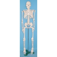 Price 85CM Human Body Skeleton Model Human Body Skeleton Frame Model Medical Human Body Specimen Mod