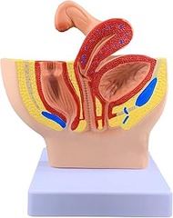 DADAKEWIN Female Pelvic Anatomical Model Female Pelvis System Reproductive System Fallopian Tube Bla