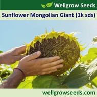 Sunflower Mongolian Giant (1k sds) 蒙古巨人向日葵 Biji Benih Bunga Matahari Flower Seeds Wellgrow Seeds
