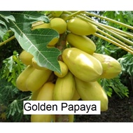Vinh Thanh Golden Papaya Seeds 5pcs 黄金木瓜种子 Biji Benih Betik Emas