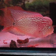 Flowerhorn red kamfa