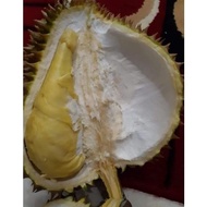 Durian Utuh Montong Palu Parigi 4Kg #Gratisongkir