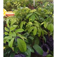 Pokok Dokong Hybrid Murah