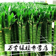 Multi-Head Thick Pen Dragon Bamboo with Root Height Lucky Bamboo Hydroponic Plant Lucky Bamboo Lotus