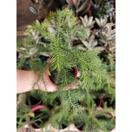 南洋杉树苗 Araucaria cunninghamii Sweet