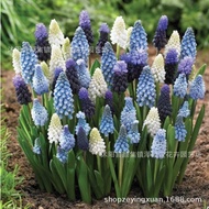 Blossoming Year Hyacinth Grape Ball Planting Flower Seed Grape Hydroponic Planting Autumn Winter Col