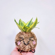創意苔球│黃金虎尾蘭│室內植物│陽台植物│觀葉植物