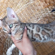 kucing bengal kitten betina