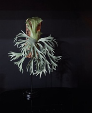 皮革製 P.willinckii moonlight月光鹿角蕨相框_送禮/收藏