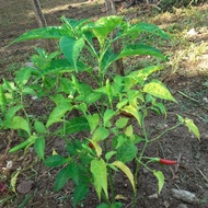 ANAK POKOK CILI PADI KAMPUNG Cepat berbuah