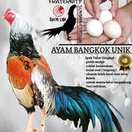 telur Ayam Bangkok Unik Ekor Lidi Nong pradu Superr