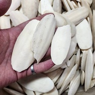 P Boss Aquarium~Cuttlefish Bone Cuttlefish Bone Parrot Tortoise Turtle Cuttlefish Bone String Cuttle