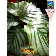 50pcs️ READY STOCK️ Calathea KeladiIndoor Plant  Real Live Plant