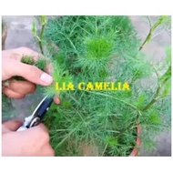 Dill herbs Seeds (Anethum Graveolens)