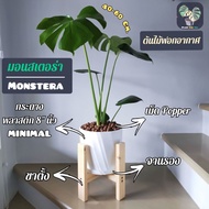 🌲🌲🦜..โปรเด็ด.. ต้นมอนสเตอร่า Monstera 40-50 Cm. พร้อมกระถางพลาสติก MINIMAL 8"นิ้ว+จานรอง+เม็ดPopper+ขาตั้ง (ต้นไม้ฟอกอากาศ) ราคาถูก🌲🌲🌲🌲 พร้อมส่งทันที ฟอกอากาศ PM2.5  เครื่องฟอกอากาศ แผ่นกรองอากาศ