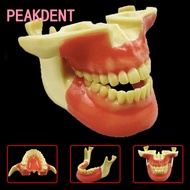Dental model student practice implant model support nail upper and lower implant practice model foam