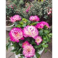 Lotus petal dahlia flower bulbs (1 bulb) FLOWER CNY - Huy Long Shop