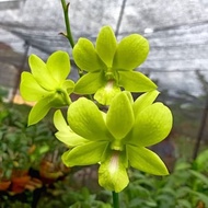 tanaman hias anggrek dendrobium bunga hijau - anggrek dendrobium