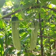 Biji Benih Timun 25pcs Cucumber Seeds Vegetable Seed Vege Sayur Sayuran