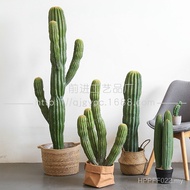 Cactus Cactus Pillar Moroccan Plant Landscape Sand Raw Tropical Potted Plant Big Plant Simulation Ca