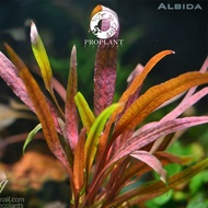 🔥Cryptocoryne Albida Red🔥Aquarium / Aquascape Plant / Aquatic Live Plant / Paludarium / Vivarium / Shrimp Tank / Channa Tank