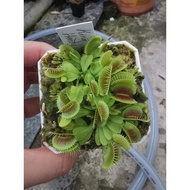 Dionaea Muscipula "King Henry" Live Venus Flytrap Carnivorous Plant
