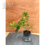 Kaffir Lime Plant (Citrus Hystrix/Thai Lime/Limau Purut) - Fragrant, Fresh and Beautiful Plant