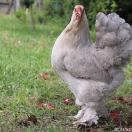 Induk Ayam Hias Brahma Indukan Blue Brahma Dewasa