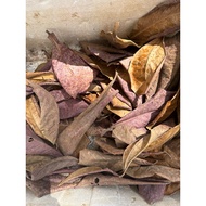 Almond Leaf Water for beautiful betta fish Betta Fish Tank Betta Fish