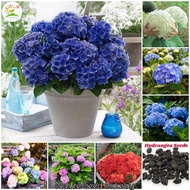 Hydrangea Seeds for Planting 50pcs Mix Color Easy To Grow In Malaysia Flower Seeds for Gardening Bon