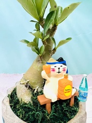 醉美的沙漠玫瑰 塊根多肉植物 造型擺設盆