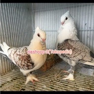 burung merpati hias santinet sepasang dewasa siap produksi