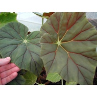 Begonia Popenoei - White Begonia, Giant Leaf Begonia /real plant/asam batu daun lebar/besar