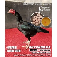Instan Ayam Bangkok Babon Pakhoy Brutal Telur Tetas Buyonghwa