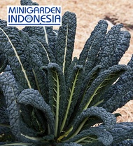 Benih Kale Nero Di Toscana ECER 25BIJI F1 Mr. Fothergills Bibit tanaman sayur sayuran