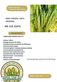 Bibit Benih Padi Mr219 Original Kemasan 1kg